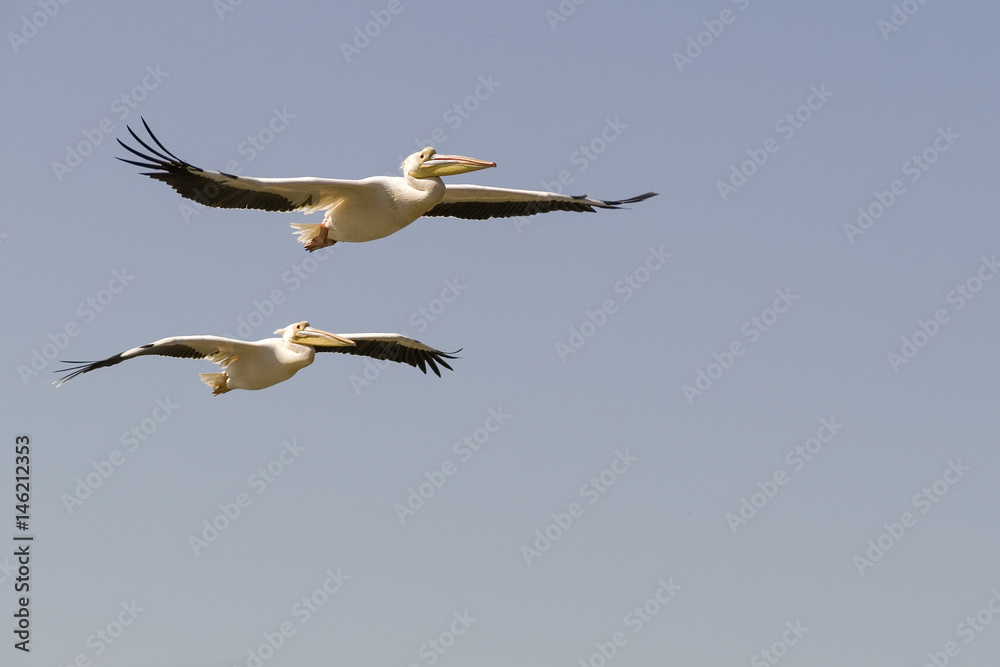 Fototapeta premium 2 great white pelicans in flight