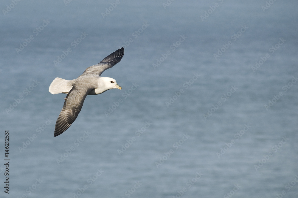 northern fulmar in flight northern fulmar in flight