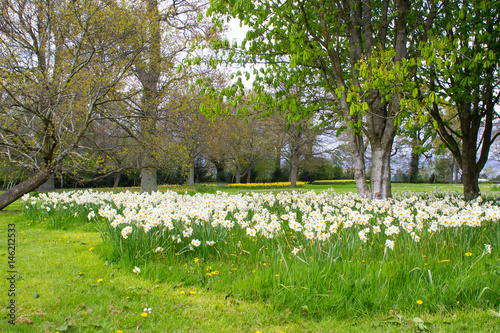 Fototapeta Naklejka Na Ścianę i Meble -  Beds of white narcissus and yellow daffodils in the public park in Barnett's Desmesne in late April just before the blooms finally fade away for another year