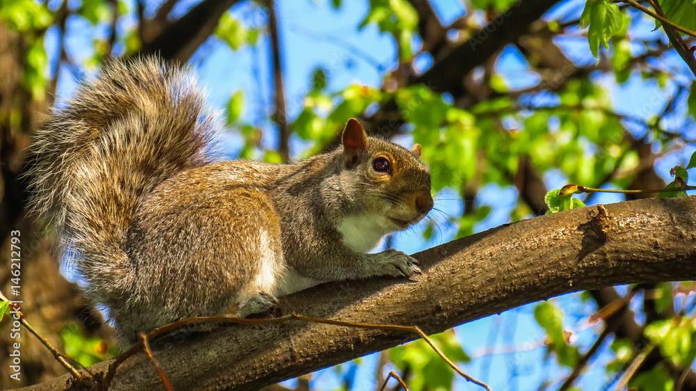 Beautiful squirrel on a branch