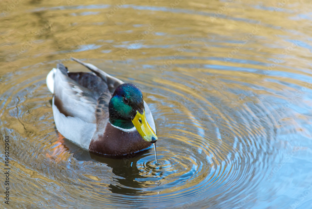 Obraz premium Nice young Mallard duck swiming and drink water in early spring