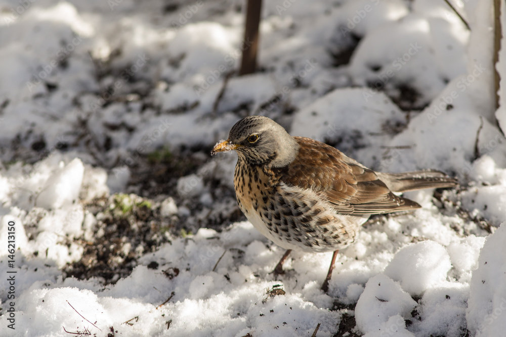 Fieldfare on snow Fieldfare on snow