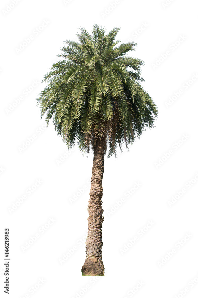 Naklejka premium palm tree isolated white background