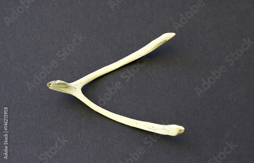 Fotografie Wishbone poultry.Wishbone on a dark background