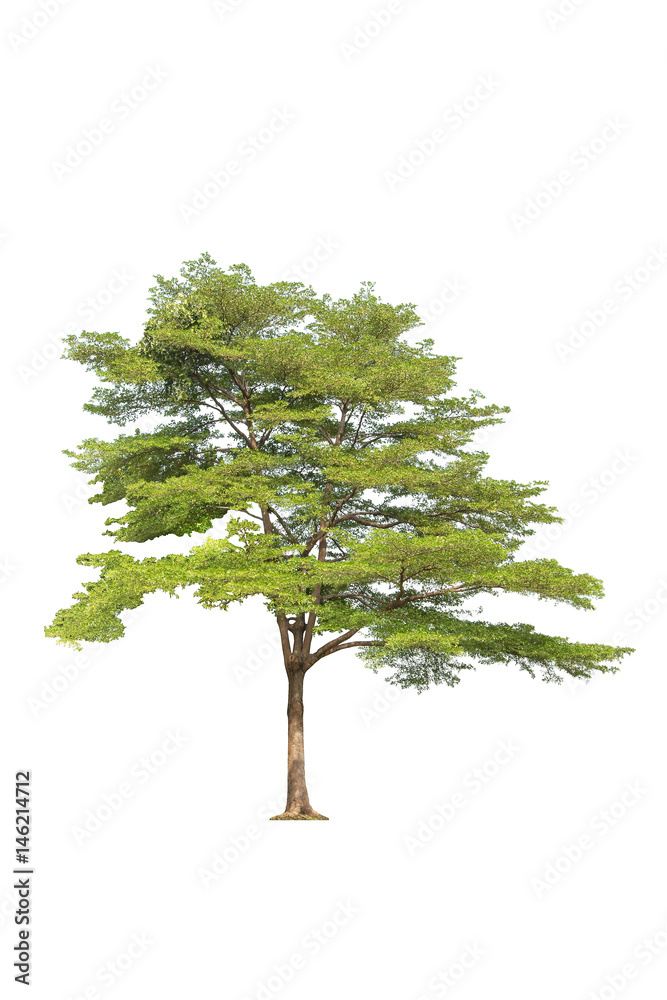 Fototapeta premium tree isolated white background