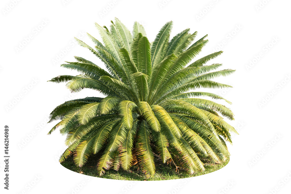 Naklejka premium palm tree isolated white background