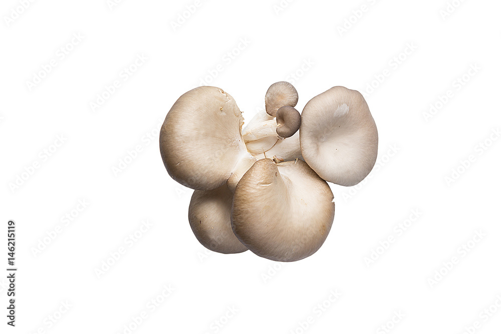 Whole mushrooms isolated on white top view Whole mushrooms isolated on white top view