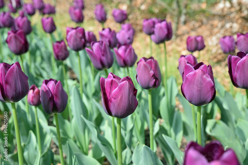 Fototapeta Naklejka Na Ścianę i Meble -  Tulipes violettes au printemps au jardin