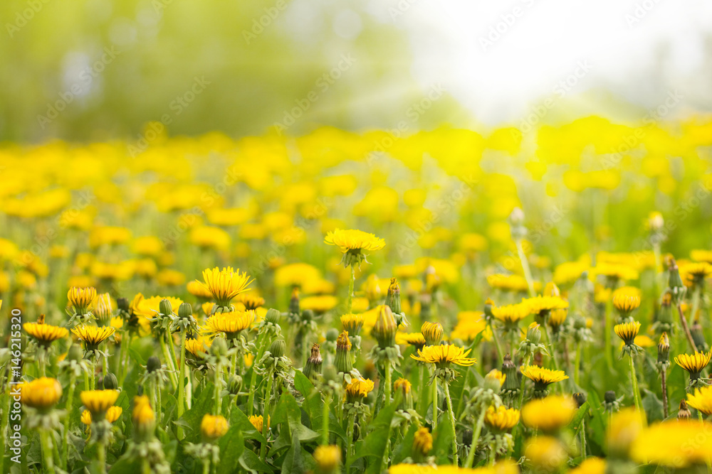 Blooming yellow dandelions on field