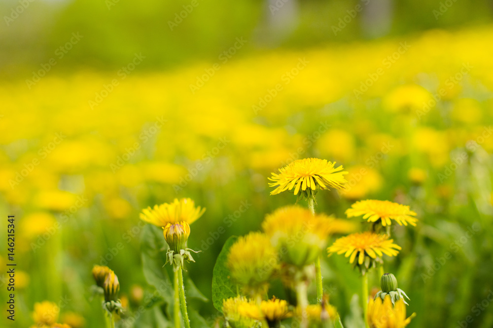 Blooming yellow dandelions on meadow Blooming yellow dandelions on meadow