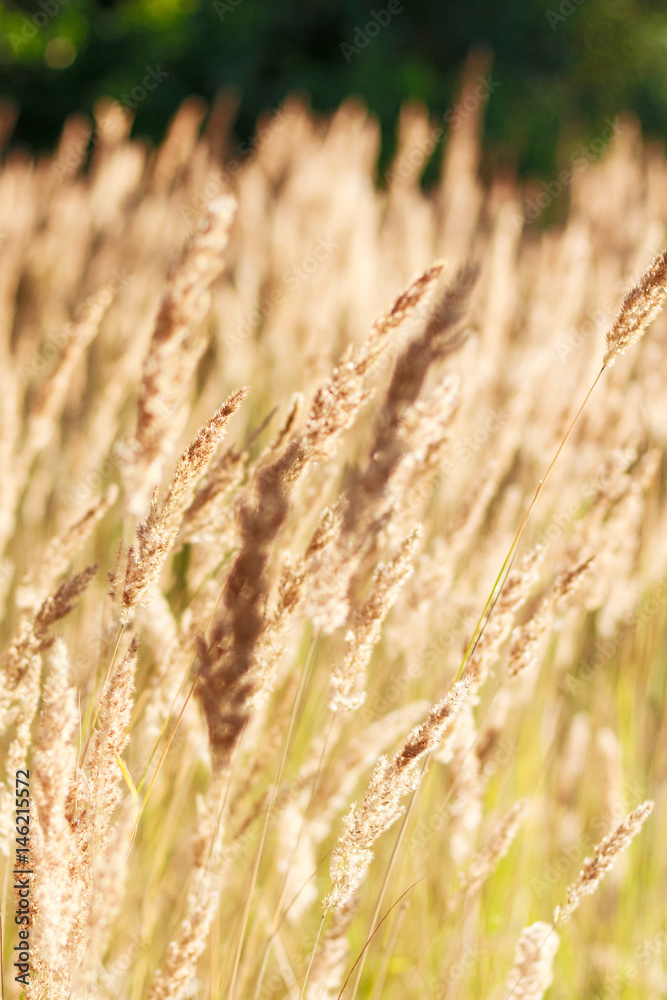 Fototapeta premium Feather grass on sunny day