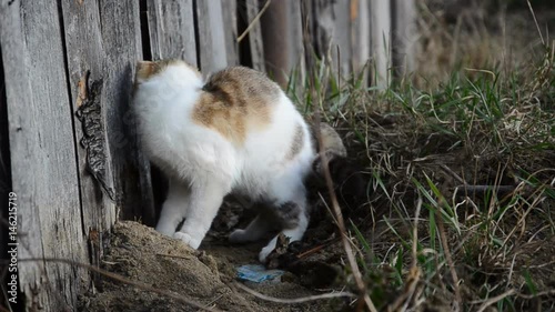 A cat in the yard catches a mouse, on a wooden background