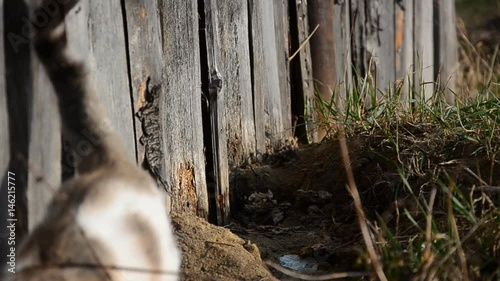 Cat in the yard, looking at the frame, on a wooden background
