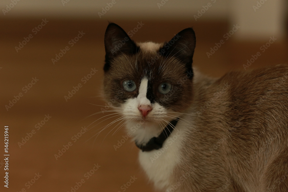 cute domestic cat cute domestic cat