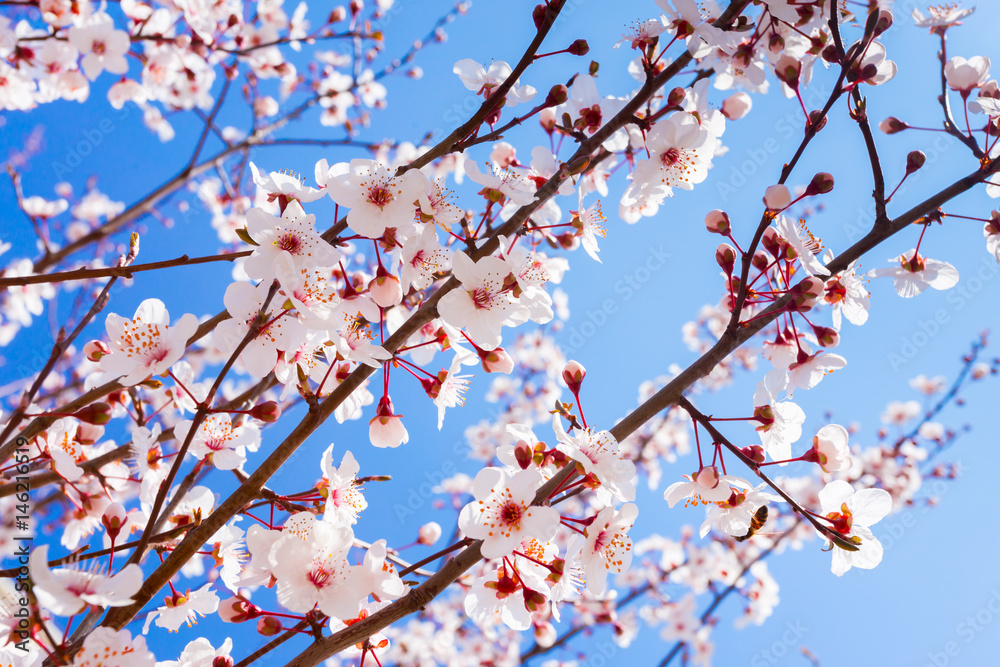 Spring Blooming Spring Blooming
