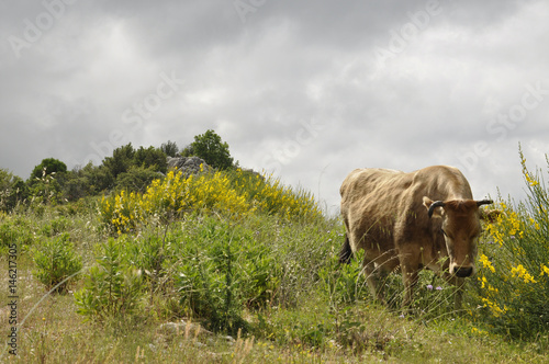 The cow is grazed on a meadow in Montenegro photo