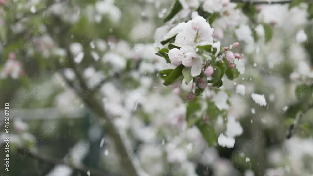 Schnee wird von Blütenbaum geschüttelt Schnee wird von Blütenbaum geschüttelt