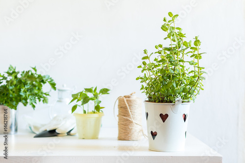 Spring gardening light concept. Fresh mint in pot on a white table, hank of rope, gardening tools and white wall background.