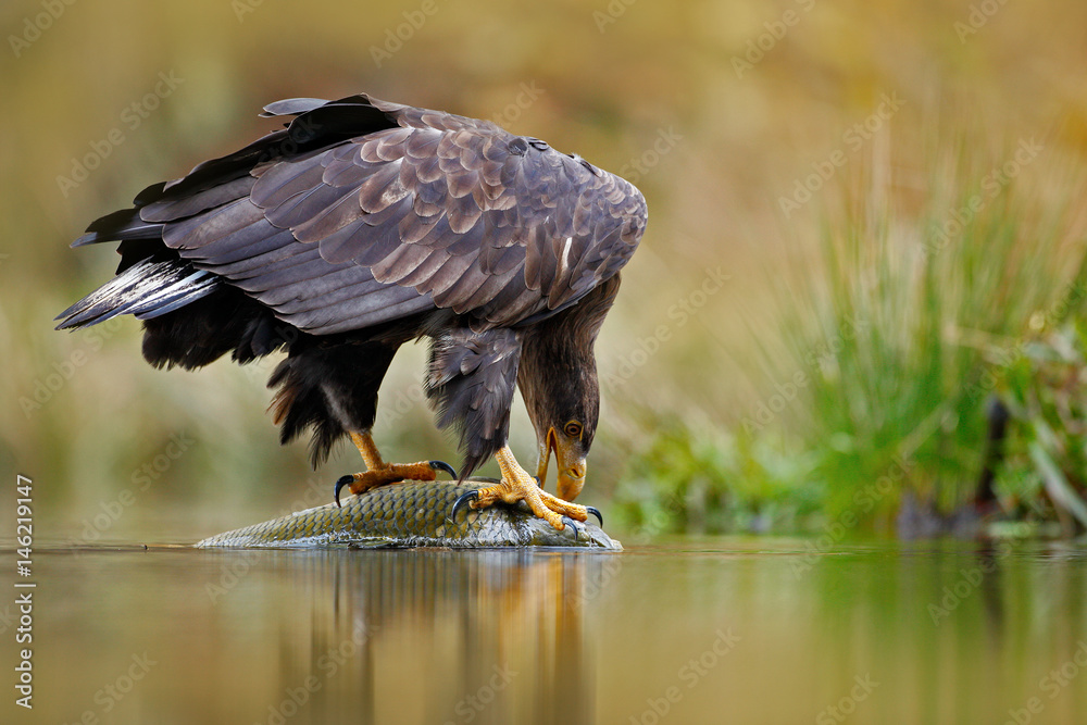 White-tailed Eagle, Haliaeetus albicilla, feeding kill fish in the water, with brown grass in background. Wildlife scene from nature. Eagle, river habitat. Feeding scene, bird and fish. Bird behaviour