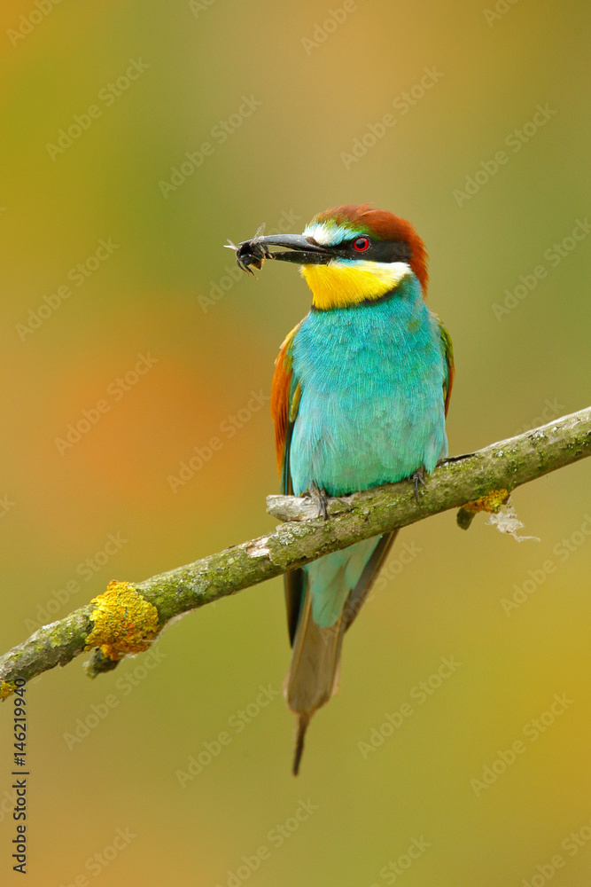 European Bee-eater, Merops apiaster, beautiful bird sitting on the branch with dragonfly in the bill. Action bird scene in the nature habitat, Hungary. Bird with catch dragonfly. Bee in the bill.