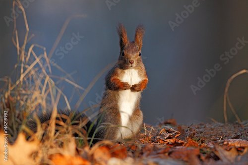 Cute red squirrel with long pointed ears eats a nut in autumn orange scene with nice deciduous forest in the background  hidden in the leaves. Squirrel with big tail Squirrel  in the habitat  Germany