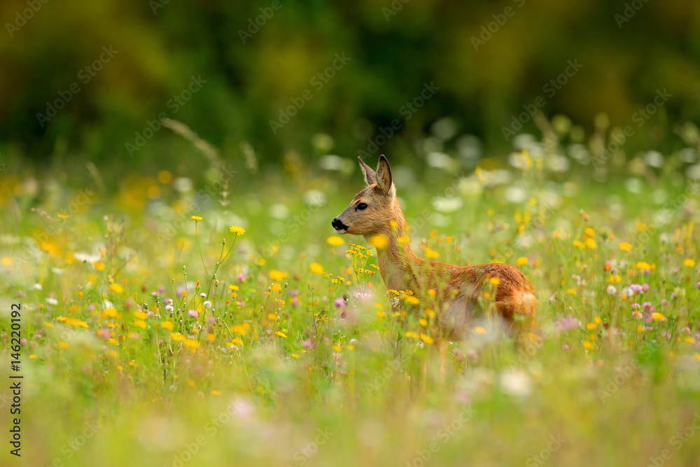 Fototapeta premium Roe deer, Capreolus capreolus, chewing green leaves, beautiful blooming meadow with many white and yellow flowers and animal. Summer in the nature. Animal in flowers and bloom. Spring deer on field.