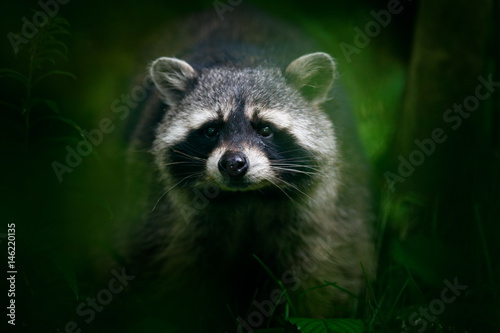 Detail portrait of Raccoon, Procyon lotor, walking on white sand beach in National Park Manuel Antonio, Costa Rica. Wild animal in the dark forest. Wildlife scene from nature. Face of Raccoon. © ondrejprosicky
