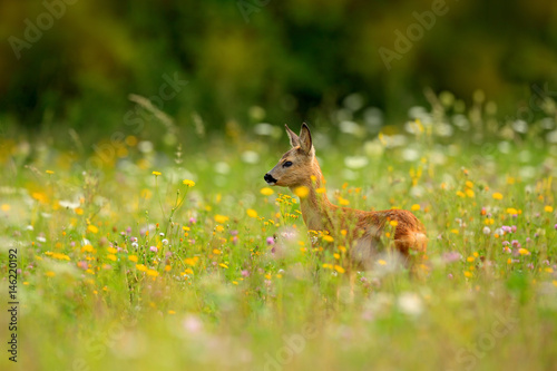 Roe deer, Capreolus capreolus, chewing green leaves, beautiful blooming meadow with many white and yellow flowers and animal. Summer in the nature.  Animal in flowers and bloom. Spring deer on field.