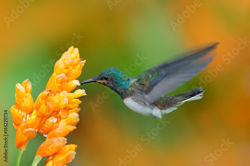 Bird with yellow bloom. White-necked Jacobin, Florisuga mellivora, blue and white little bird hummingbird flying next to beautiful yellow flower with green and orange forest background, Panama