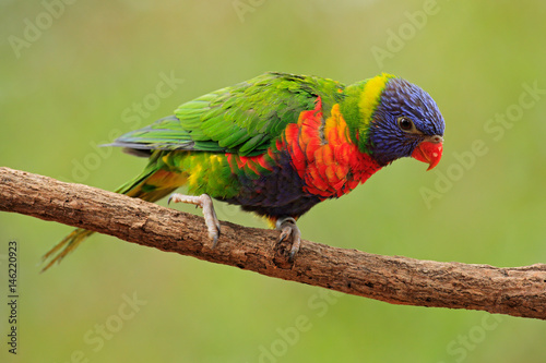 Rainbow Lorikeets Trichoglossus haematodus, colourful parrot sitting on the branch, animal in the nature habitat, Australia. Blue, red and green from nature habitat. Parrot sitting on the branch.