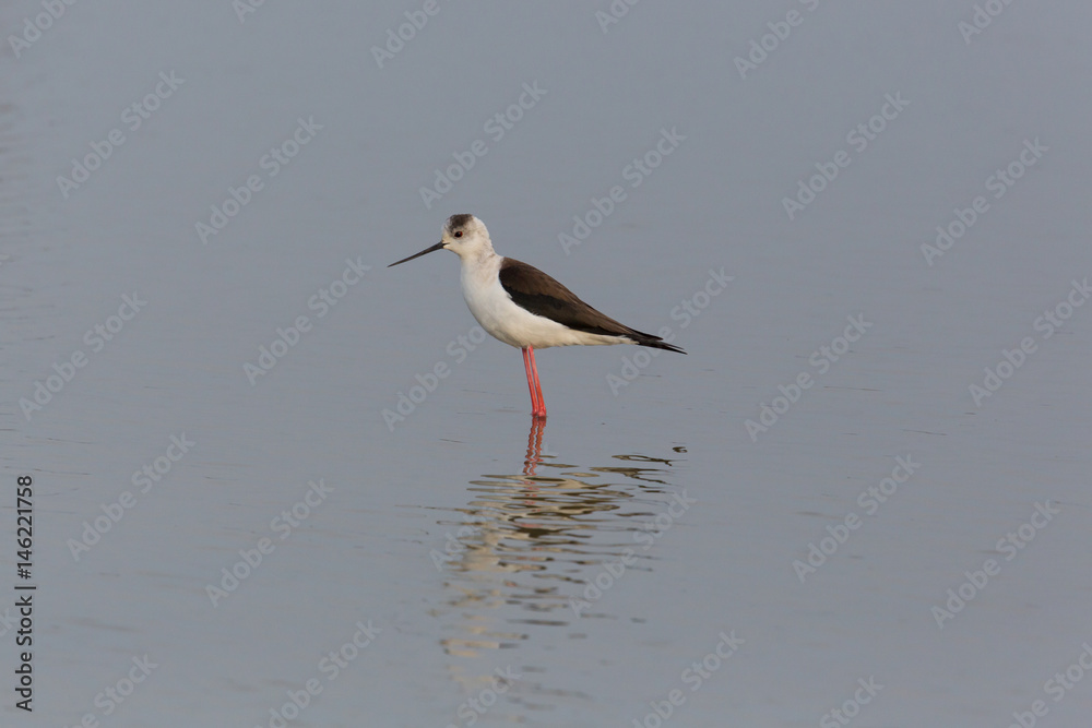 portrait of common stilt (Himantopus himantopus) standing in water portrait of common stilt (Himantopus himantopus) standing in water