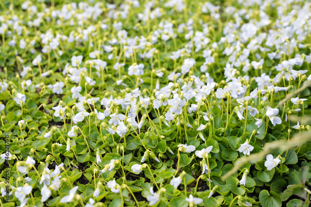 Beautiful blooming spring flowers in the park