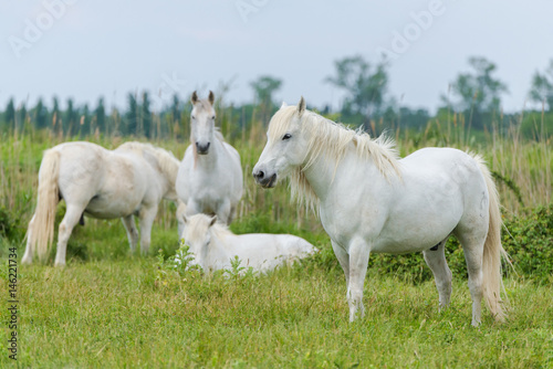 Camargue horses in a bed flower field