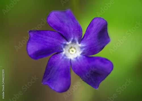 Wild purple flower on meadow. Soft look blurry background.