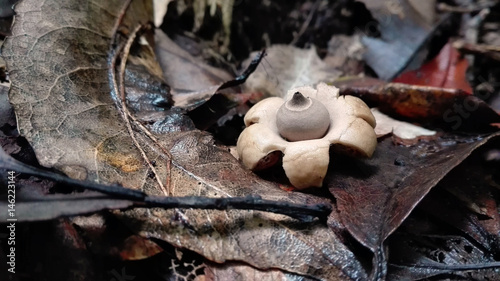 Australian collared earthstar fungus, Gaestrum triplex, growing on temperate rainforest floor, Royal national Park, Sydney, Australia