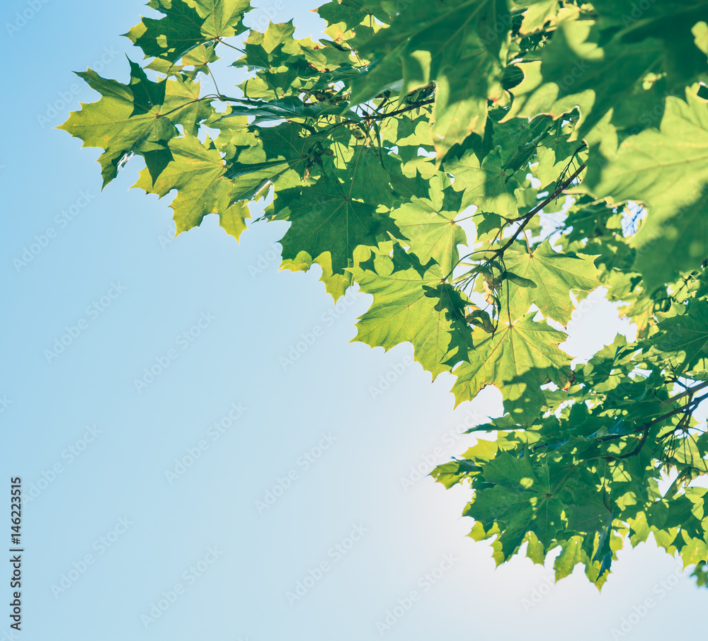 Green leaves on maple tree against clear blue sky toned Green leaves on maple tree against clear blue sky toned