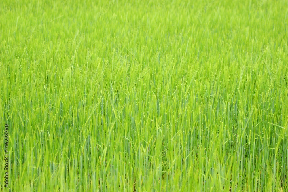 Green field Green field