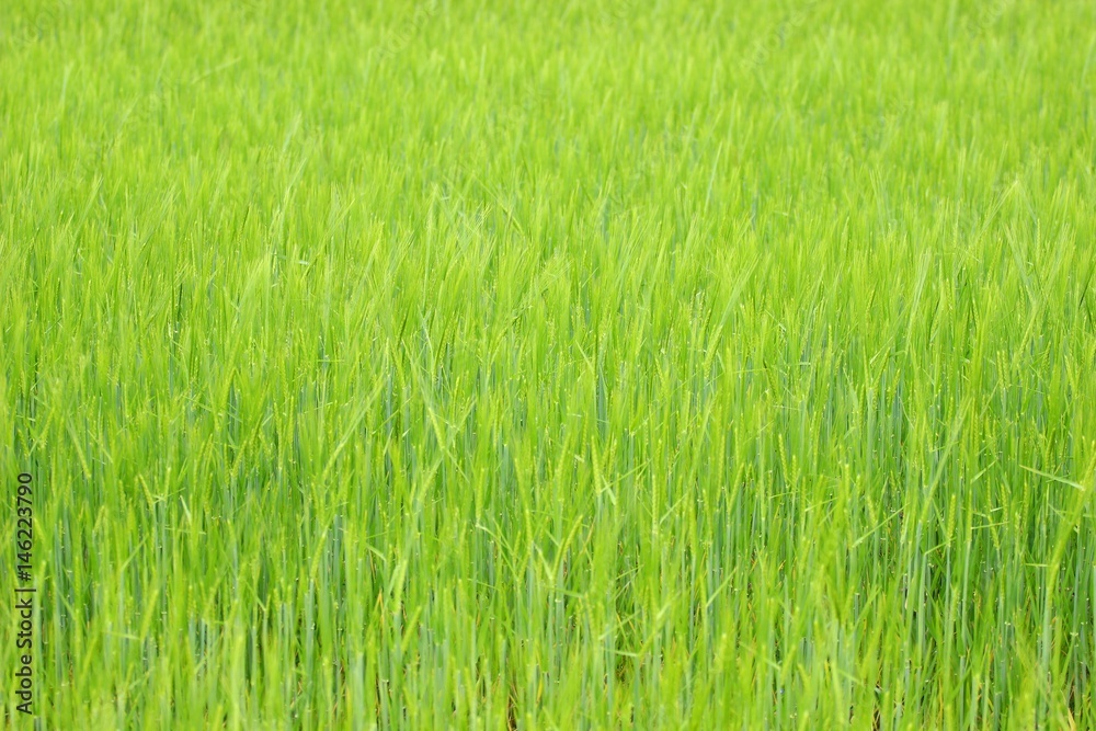 Green field