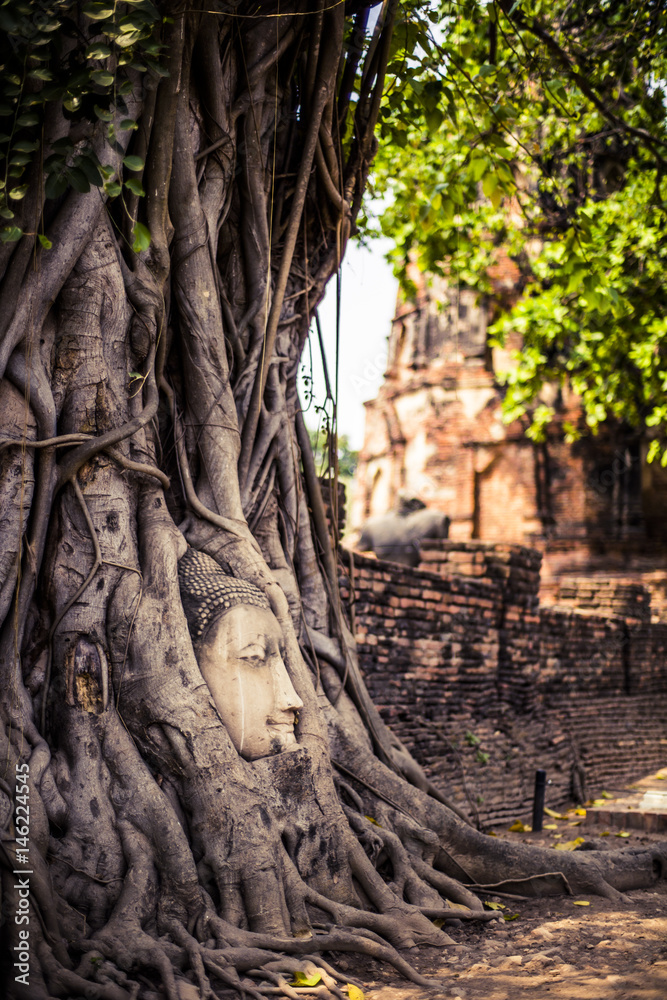 Buddha Head in a tree at Ayutthaya Buddha Head in a tree at Ayutthaya