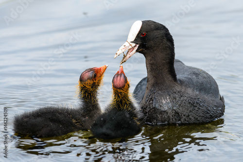 folaga con piccoli photo