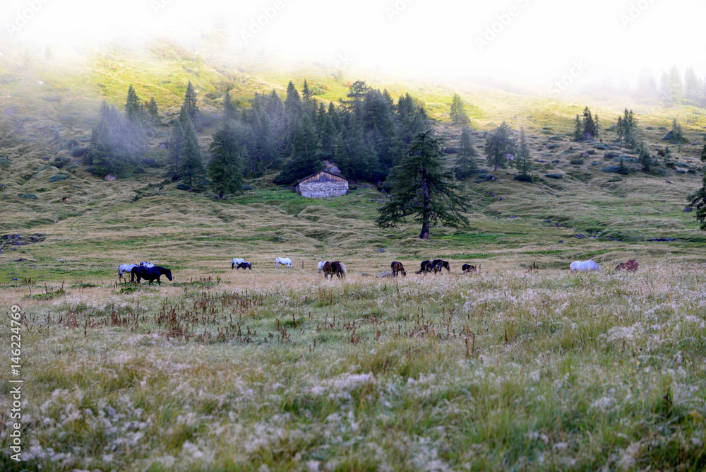 Morgens bei den Wildpferden, eine Herde Noriker im Morgenlicht in den Bergen Morgens bei den Wildpferden, eine Herde Noriker im Morgenlicht in den Bergen