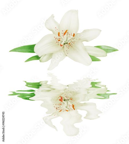 Fototapeta Naklejka Na Ścianę i Meble -  White lily on a white background reflected in a water