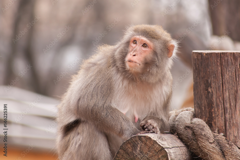 Fototapeta premium Monkey mother closeup