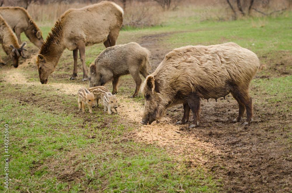 Wild boar on brown background deer grazing Wild boar on brown background deer grazing