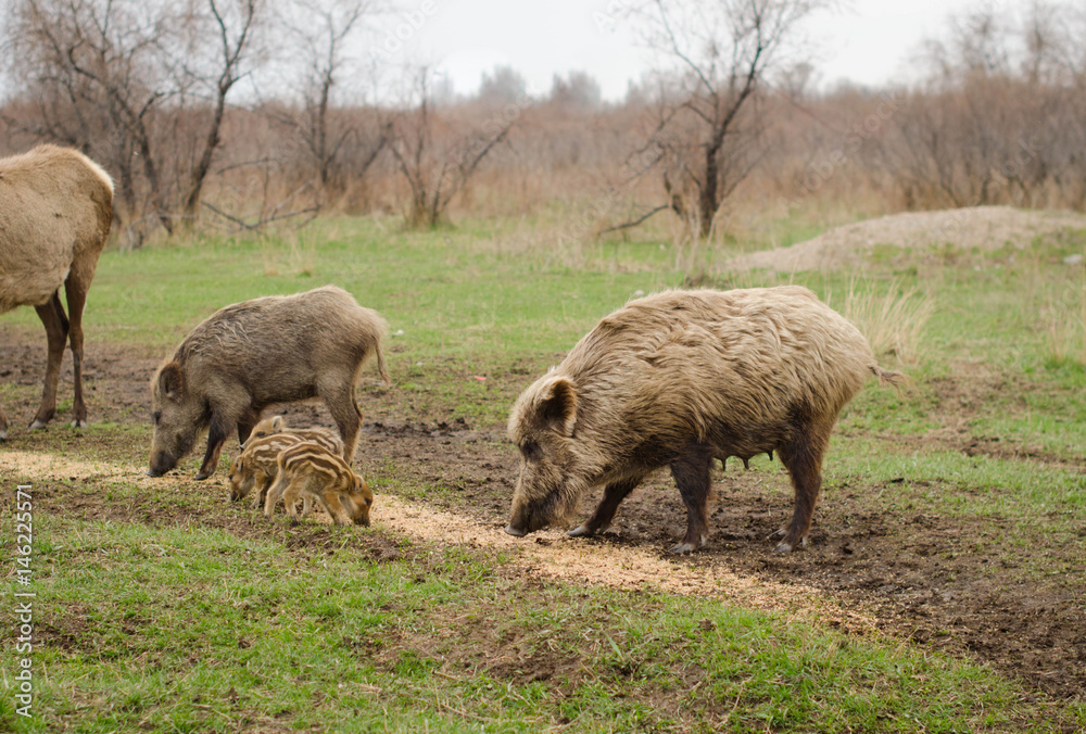 Wild boar on brown background deer grazing Wild boar on brown background deer grazing