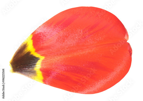 Red tulip petal close-up isolated on white background #146225564