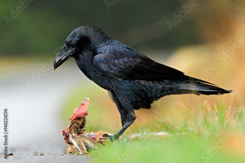 Animal behaviour near the road. Raven, black bird with dead hare on the road, bloody heart in beak, nature habitat, dark green forest in the background. Wildlife scene from nature, Germany, Europe.