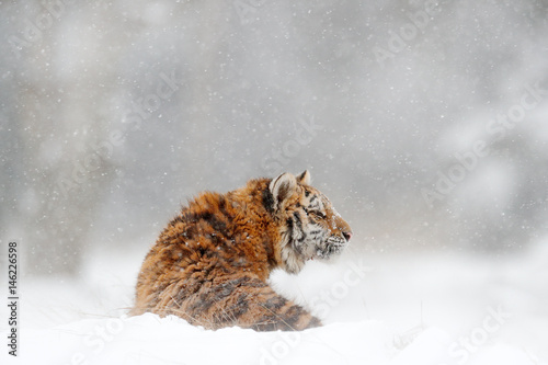 Tiger in wild winter nature. Amur tiger in the snow. Action wildlife scene, danger animal. Cold winter, tajga, Russia. Snowflake with beautiful Siberian tiger. Fog with tiger. Captive animal.