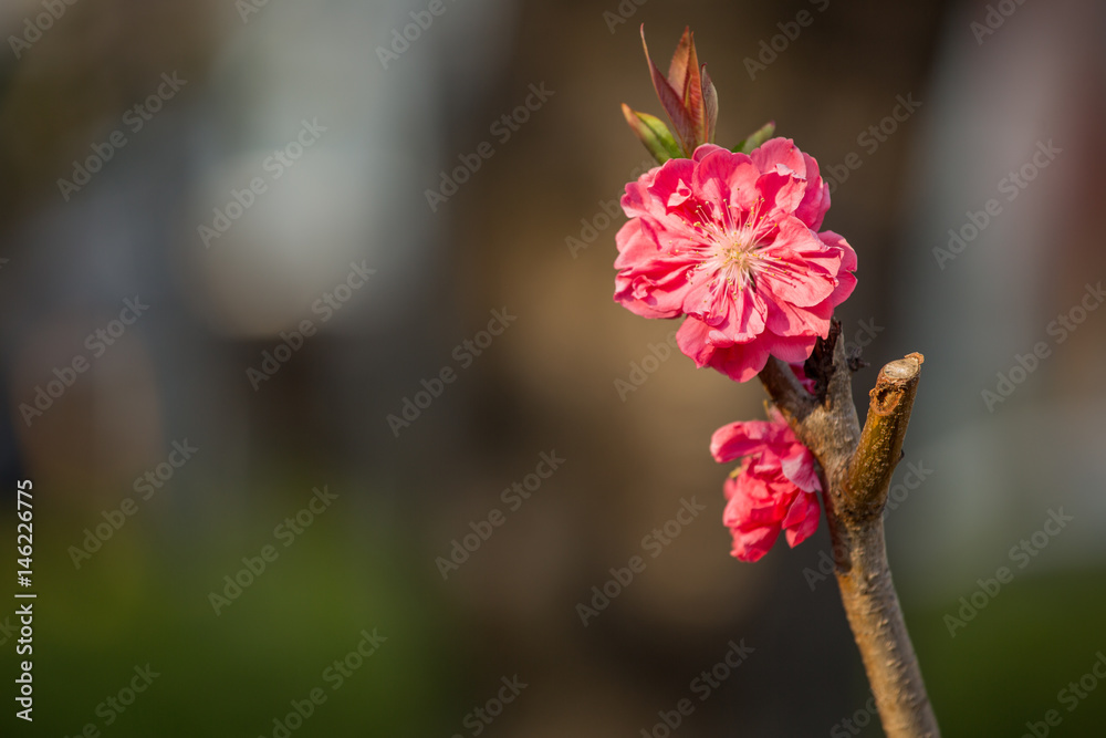 branches sakura with red japanese flowers