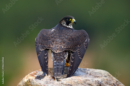 Платно Peregrine Falcon, sitting on the stone